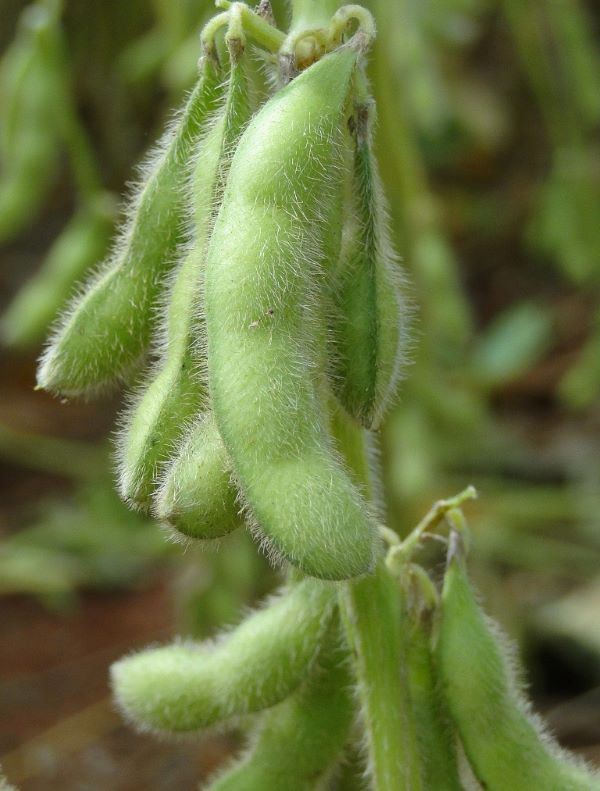 Cultivar soja livre-Renata Silva-Embrapa Rondonia