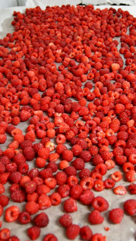 Franboesas – DSC03076