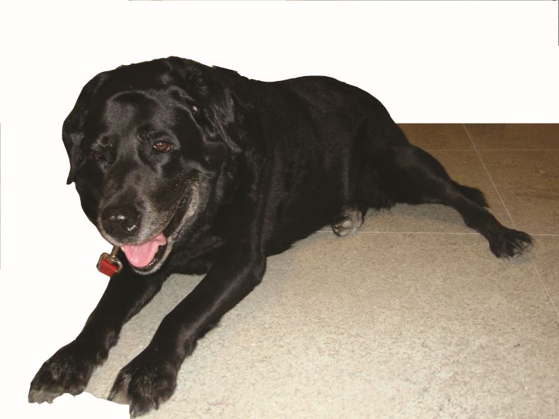 Labrador-Cristina Baran