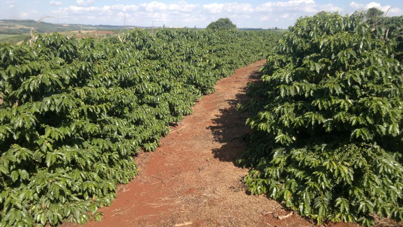 Lavoura cafe cultivar IPR 100-IAPAR