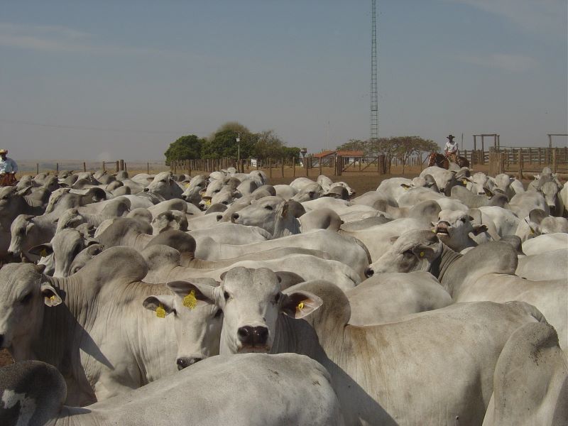 Nelore da Agrop Jacarezinho- Attuale Comunic