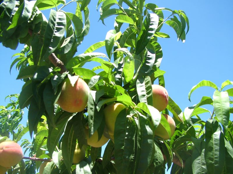 Pessego-Emater RS – ASCAR