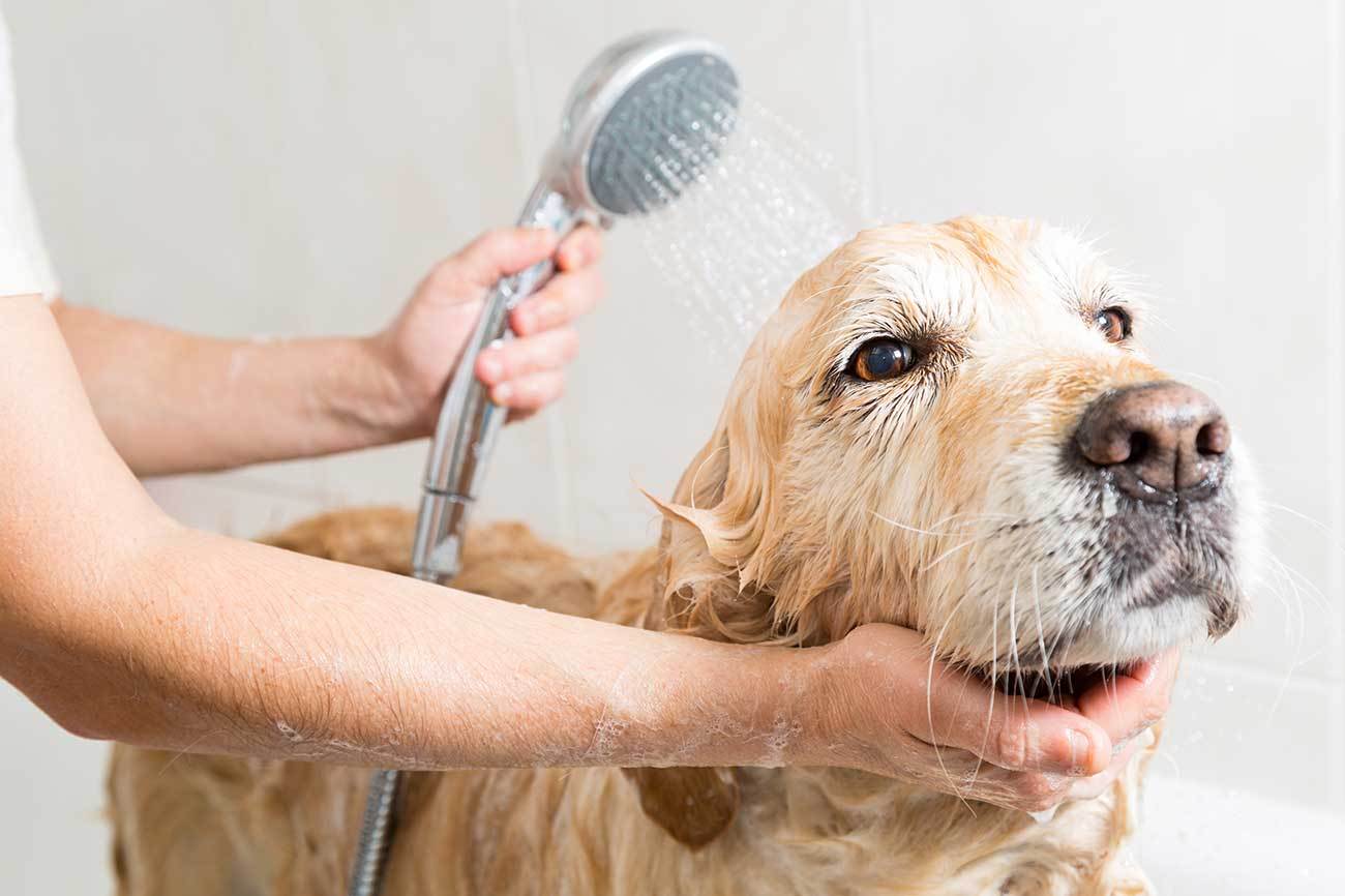 dog-bathing-services