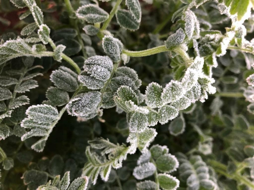 61081-lavouras-de-gr–o-de-bico-resistem-a-fortes-geadas-ocorridas-no-centro-sul-do-Brasil