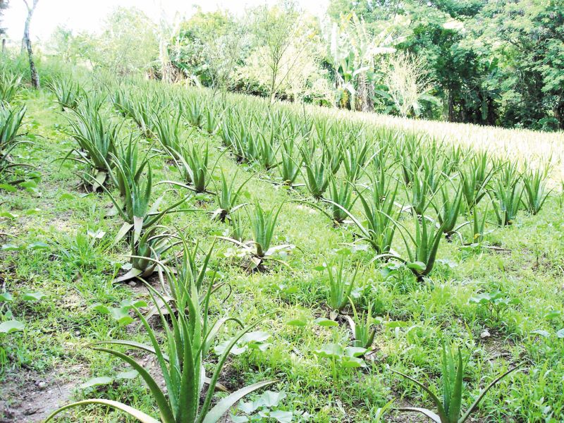 Aloe Vera plantation