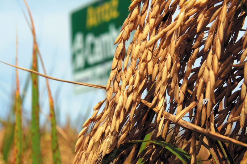 Arroz-Marco Aurelio Jr-Black & White Com