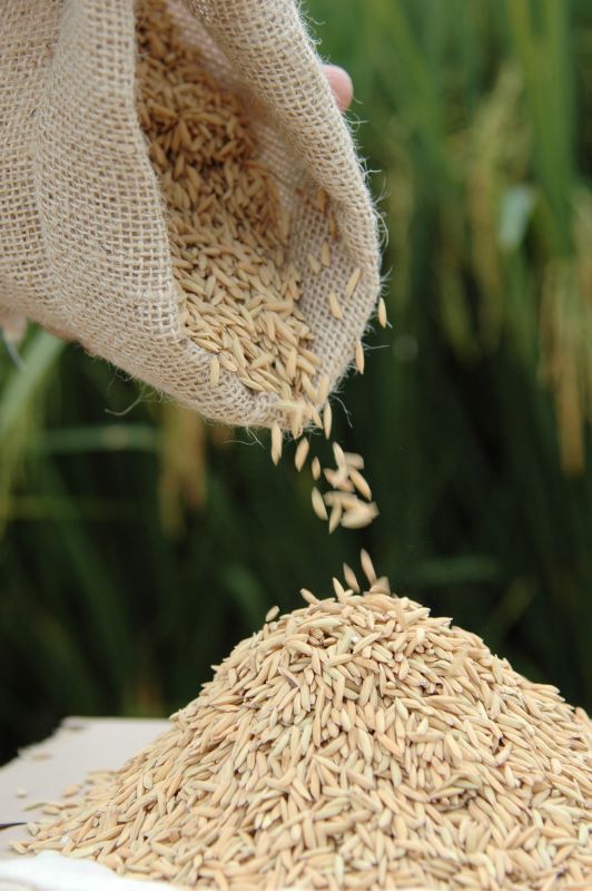 Arroz SCS117 CL-Epagri