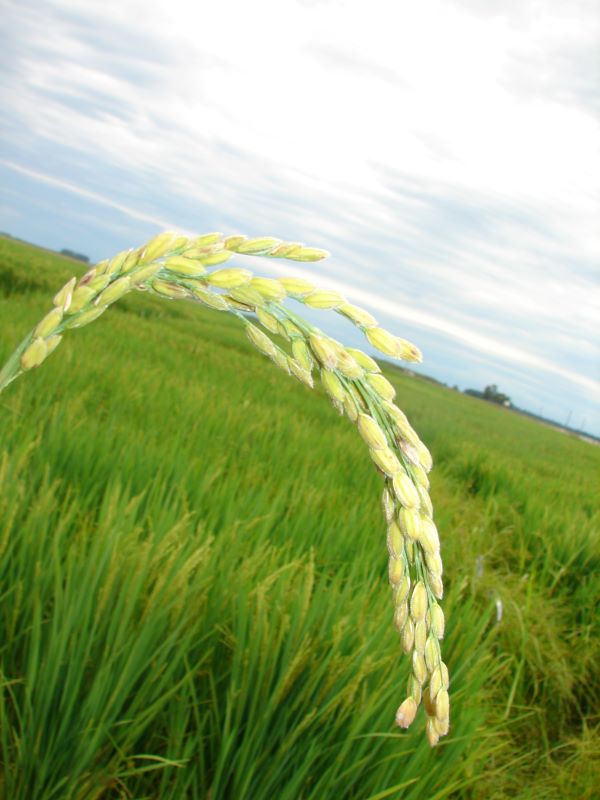 Arroz p silagem etanol-Embrapa Clima Temp