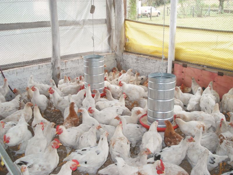 Aves-Alimentacao racao batata doce