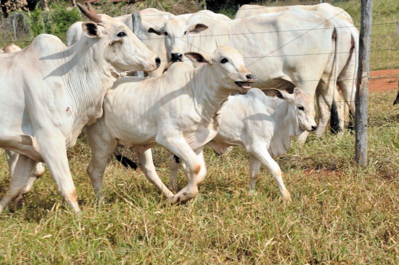 BRGN – Embrapa Cerrados