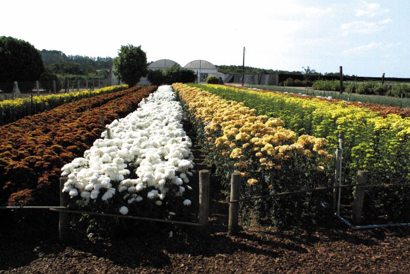 Campo de crisantemos- Foto Terra Viva