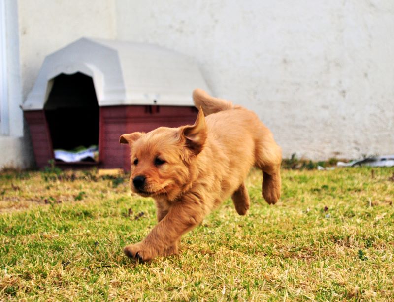 Cao correndo-Atitude Press
