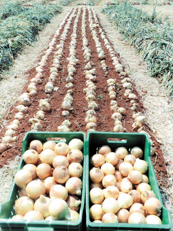 Cebola-Embrapa Hortalicas