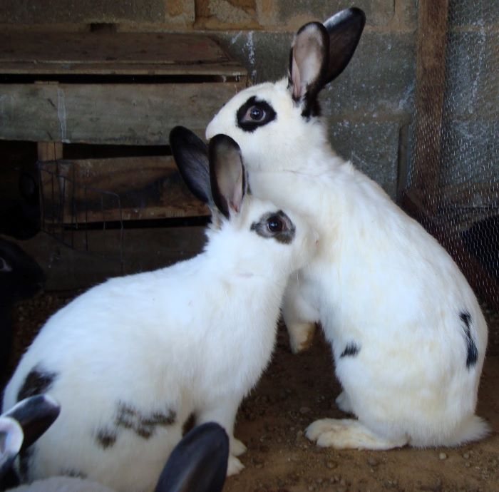 Coelhos – Racso Rocha