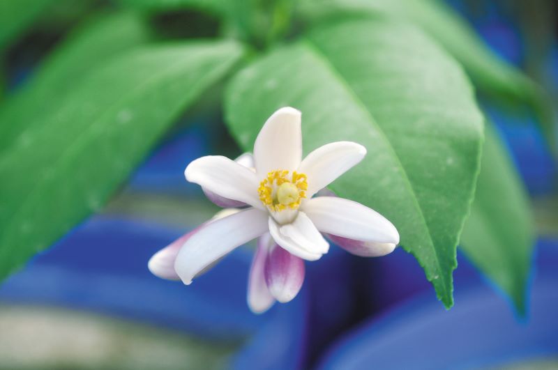 Flor limoeiro Meyer-Embrapa Clima Temperado