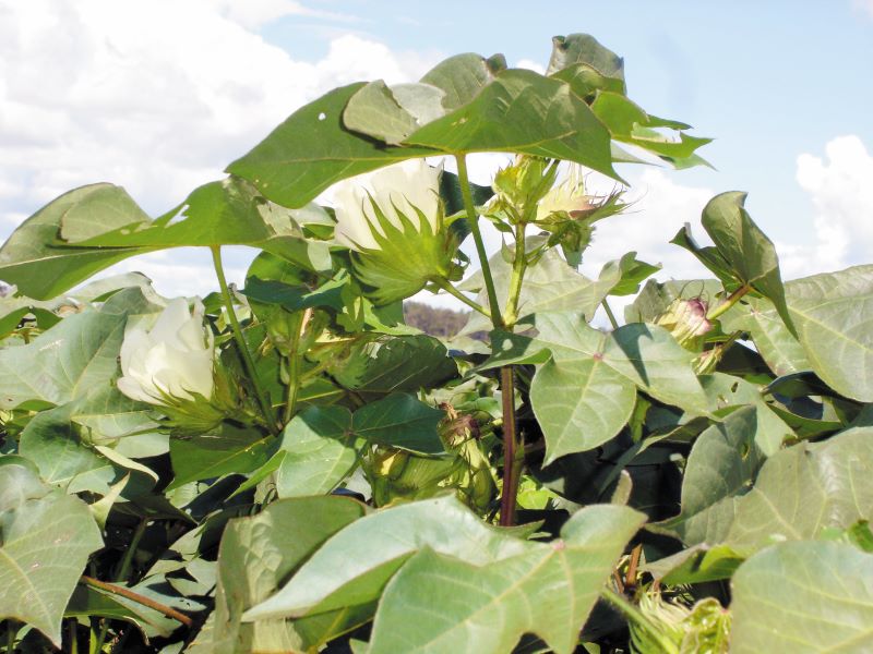 Foto 01-Flor aberta no ponteiro