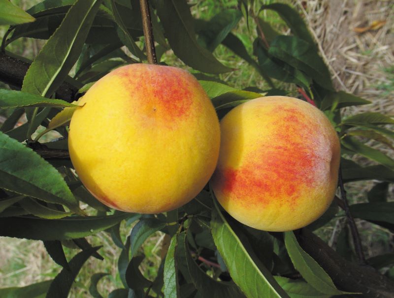 Foto Abertura – Pessego