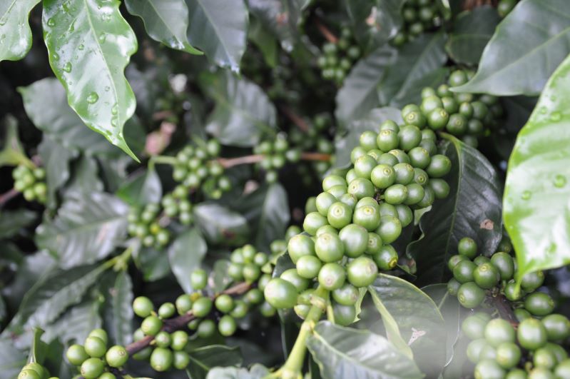 Irrigado-2-Embrapa Cerrados-Clarissa Lima