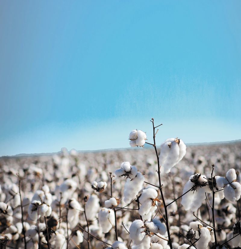 Lavoura de algodao-SEAPA MG