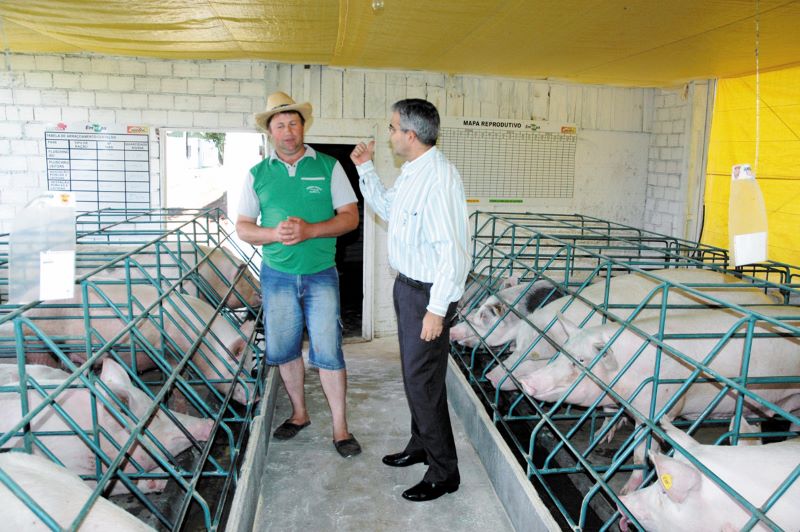 Leitao Ideal Embrapa