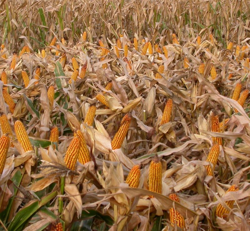 Milho-Perpectiva Comunic