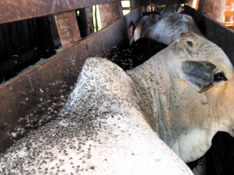 -Mosca-dos-chifres -CDN