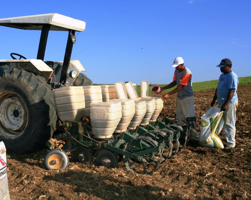 Plantio feijao Rio das Ostras-Deork Daniel