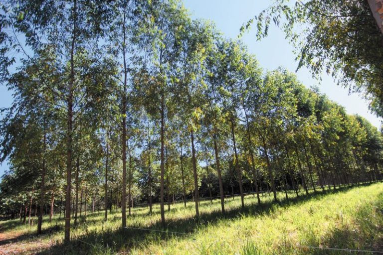 Programa ABC-Eucalipto