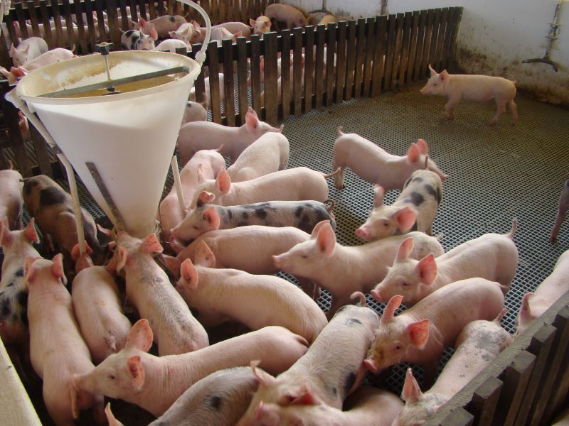 Racao Triticale-Gustavo Julio Mello Monteiro de Lima