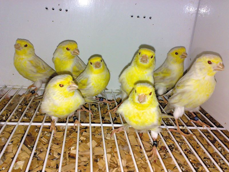 Satine amarelo mosaico-Carlos Faisca