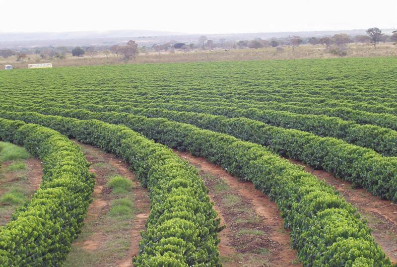 cafe-Lavoura-Sul Minas-Ecomunicacoes