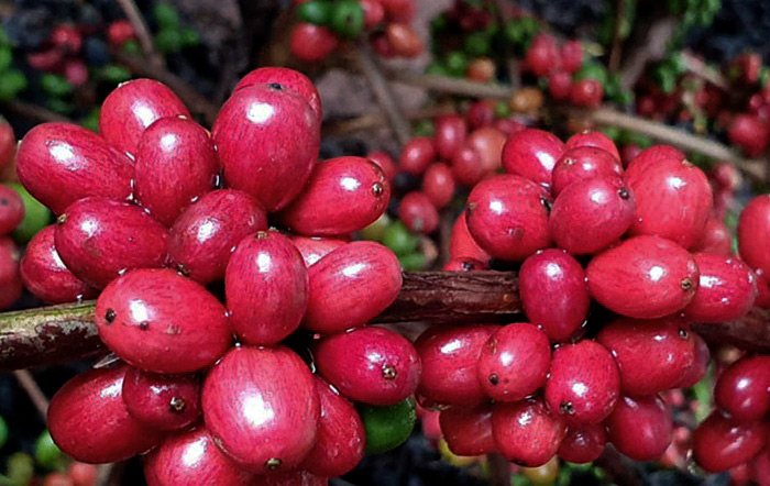 cafe_especial_Embrapa2