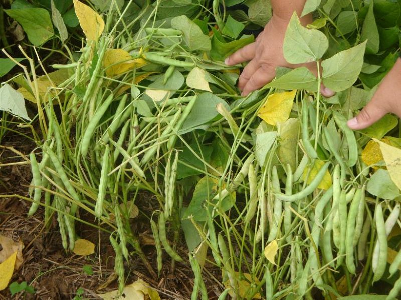 feijao IPR Campos Gerais