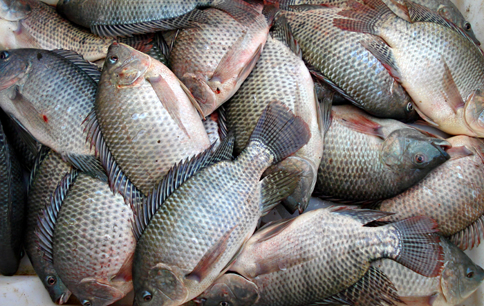 peixe