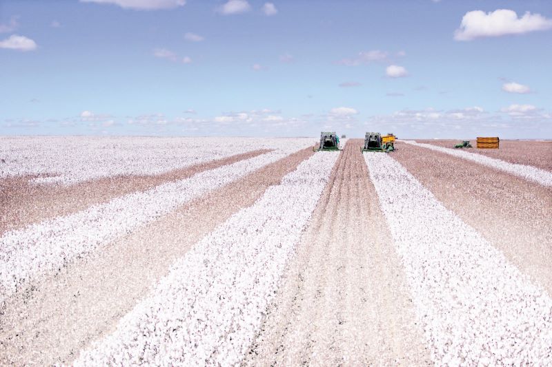 Algodao-Carlos Rudiney