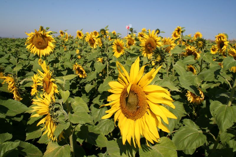 BRS 324-Dulce Mazer-Embrapa Soja