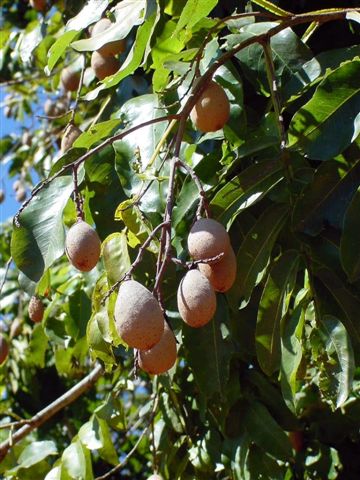 Baru -Jose Felipe Ribeiro-Embrapa Cerrados