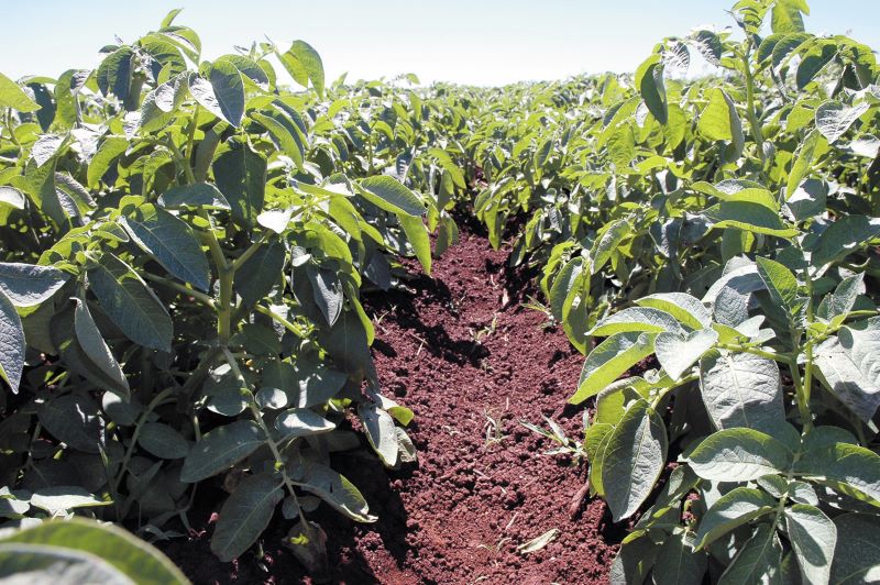 Batata BRS Clara – Plantacao (Antonio C. Bortoletto)