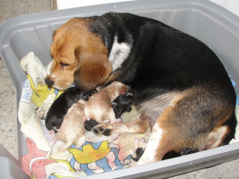 Beagle-Silvia Marinho