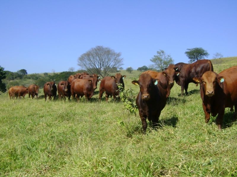 Bonsmara-Santa Silveria-JPG