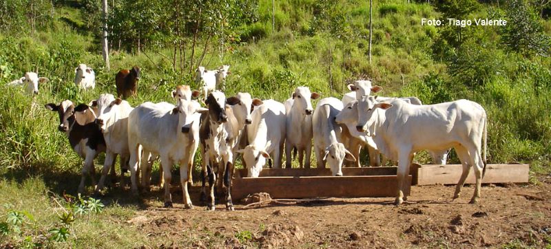 Bovinos – Foto Tiago Valente
