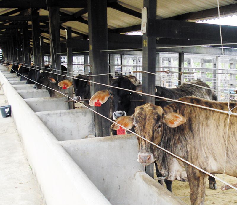 Bovinos-Tiago Valente