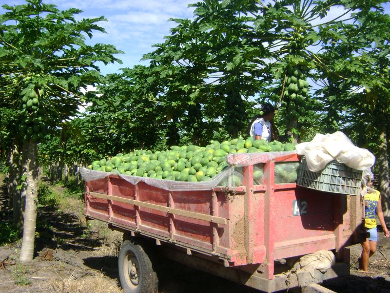 Colheita mamao-Embrap Mand Frutic-