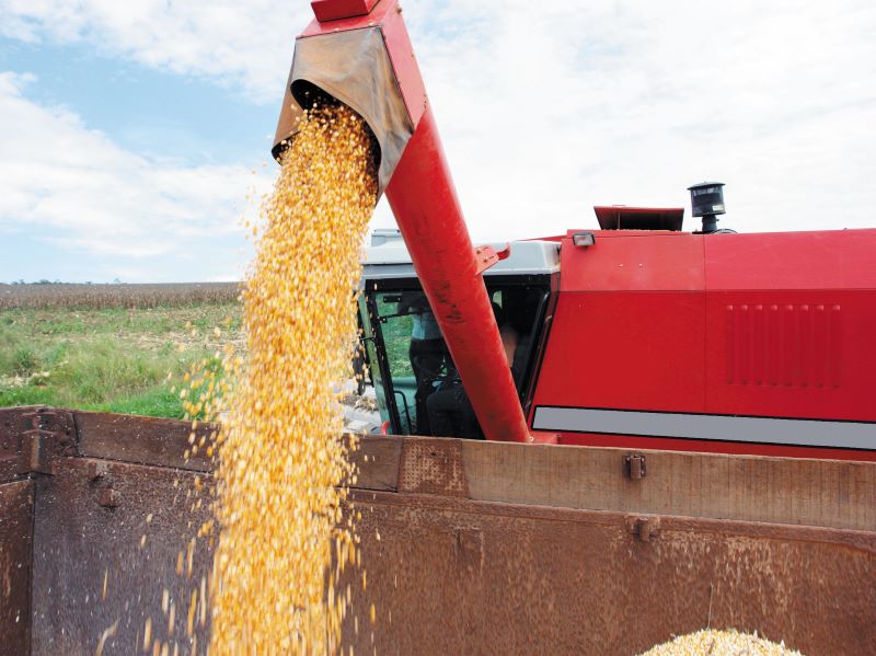 Foto Abertura 1-Milho