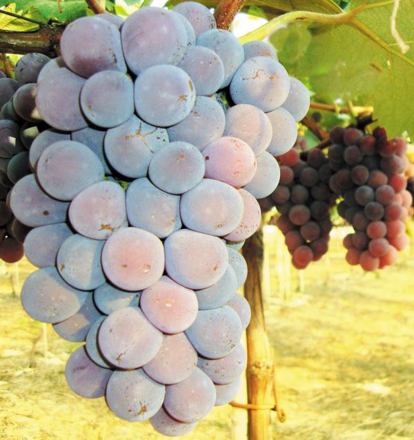 Foto Abertura-Arquivo IAC