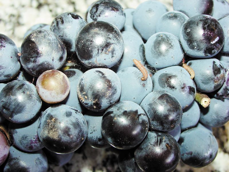 Inseto em uva-Embrapa Semiarido