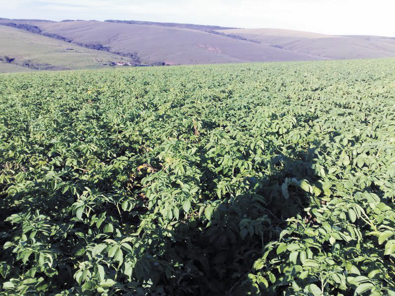 Lavoura apos receber ultima parcela de adubacao