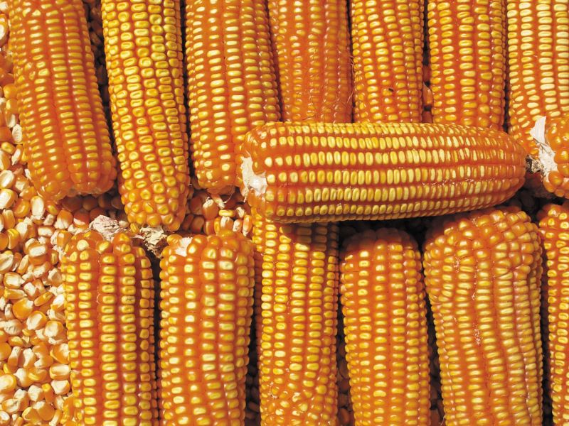 Milho-BRS Caatingueiro (Eduardo Pinho)