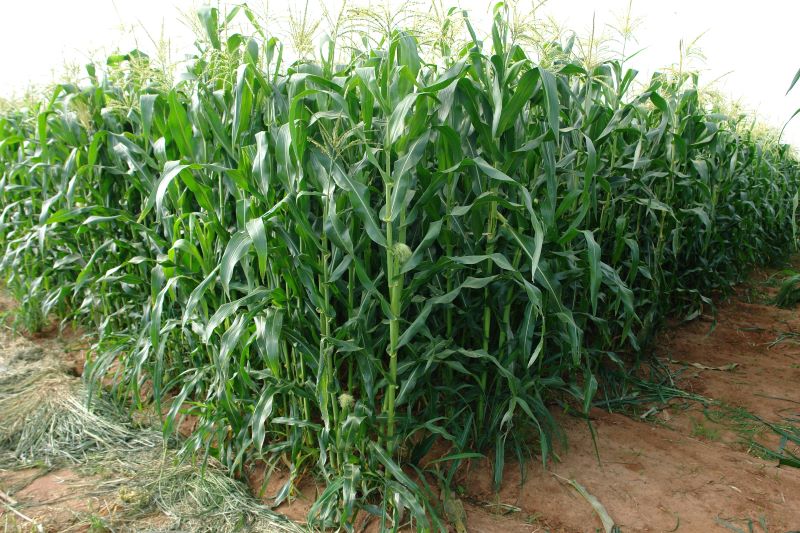 Minimilho-Embrapa Milho e Sorgo-12-04-2010