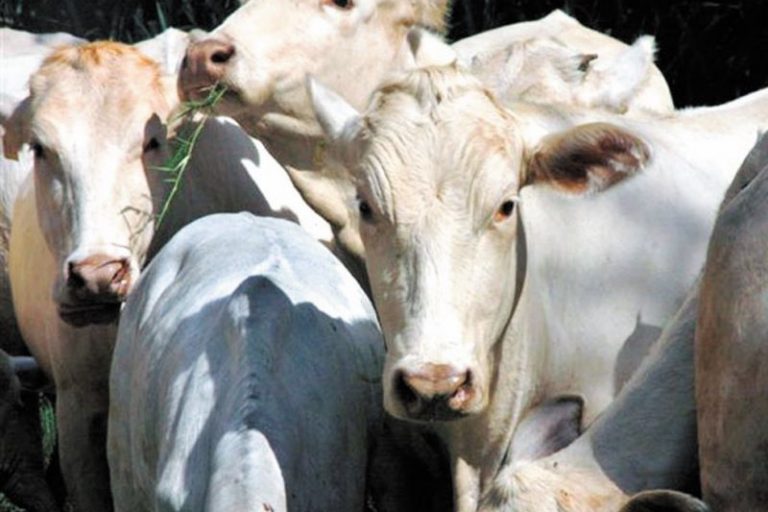 Panorama-Bois-ESALQ USP